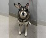 Small Siberian Husky Mix