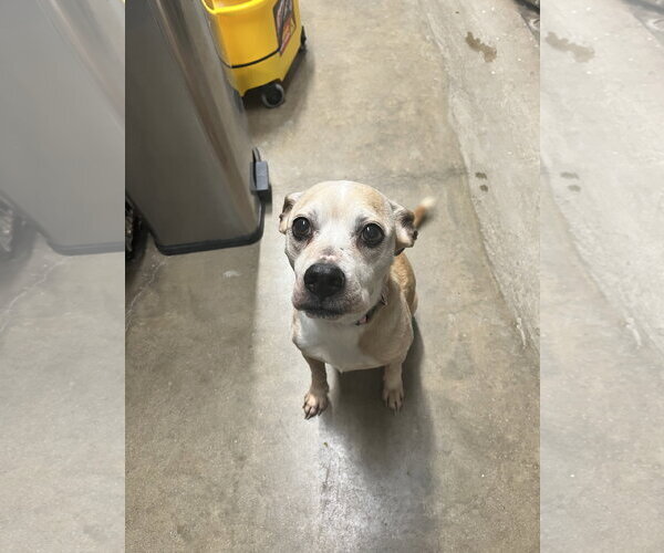 Medium Photo #2 Chihuahua-Unknown Mix Puppy For Sale in Kewanee, IL, USA
