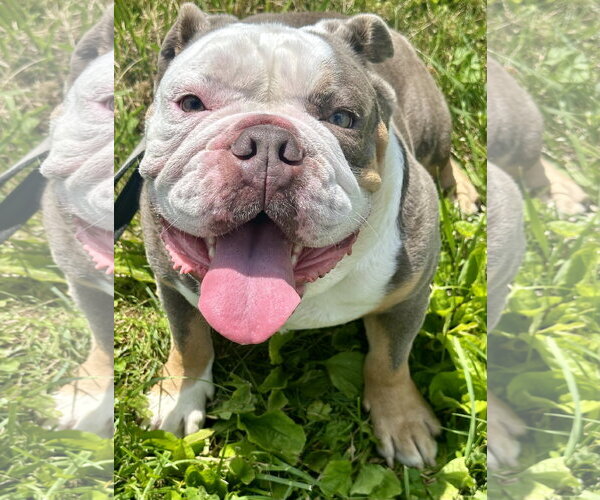 Medium Photo #2 Bulldog Puppy For Sale in Landenberg, PA, USA