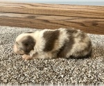 Small Photo #7 Australian Shepherd Puppy For Sale in LODA, IL, USA