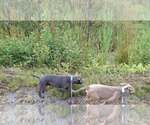 Small #22 American Pit Bull Terrier Mix
