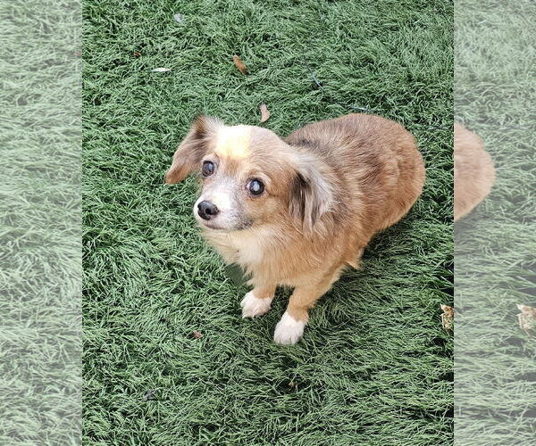 Medium Photo #4 Chiweenie Puppy For Sale in Oakhurst, NJ, USA