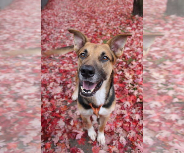 Medium Photo #2 German Shepherd Dog Puppy For Sale in Minneapolis, MN, USA