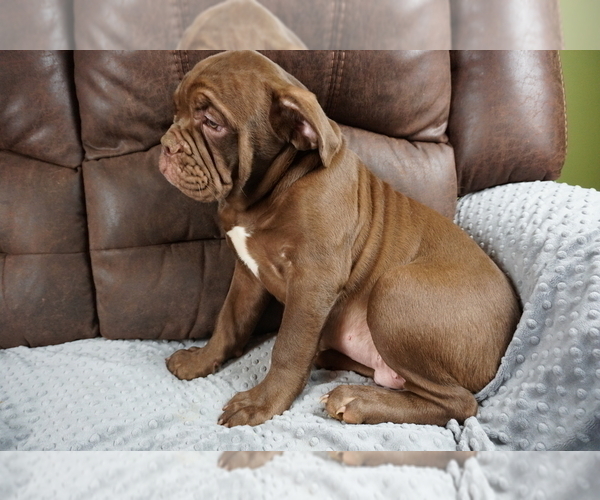 Medium Photo #1 Olde English Bulldogge Puppy For Sale in MURRAY, KY, USA