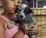 Small #10 Australian Cattle Dog