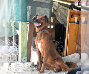 Shylo - Male Irish Setter-Unknown Mix Dog for Adoption - Photo #11