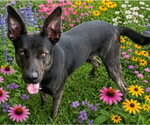 Small #1 Labrador Retriever Mix