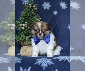 Pomeranian Puppy for sale in CHRISTIANA, PA, USA