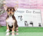 Small Photo #1 Chihuahua Puppy For Sale in BEL AIR, MD, USA