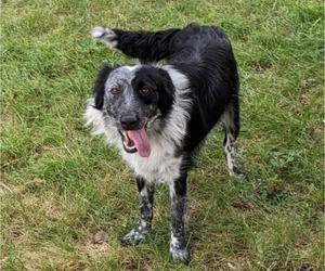 Mother of the Border-Aussie puppies born on 11/05/2025
