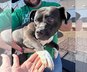 Boston Terrier-Unknown Mix Dogs for adoption in Rustburg, VA, USA