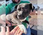 Small Boston Terrier Mix