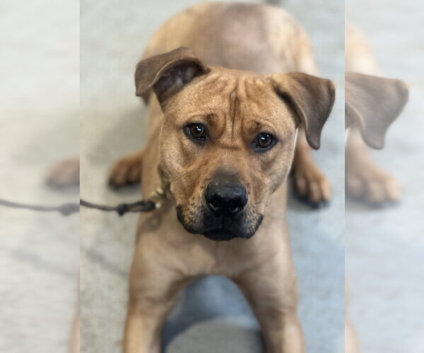 Medium Photo #5 Mutt Puppy For Sale in Dana Point, CA, USA
