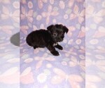 Small #16 Yorkshire Terrier
