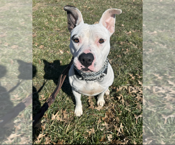 Medium Photo #4 Mutt Puppy For Sale in Linton, IN, USA