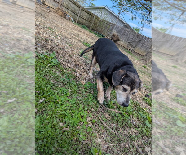 Medium Photo #3 Beagle-Unknown Mix Puppy For Sale in Aurora, IN, USA
