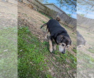 CD : Abby - Female Beagle-Unknown Mix Dog for Adoption - Photo #3