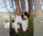 Small Photo #12 Poodle (Standard) Puppy For Sale in KEIZER, OR, USA