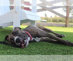 Small #1 Boxer Mix