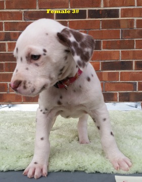 Medium Photo #24 Dalmatian Puppy For Sale in ELKMONT, AL, USA