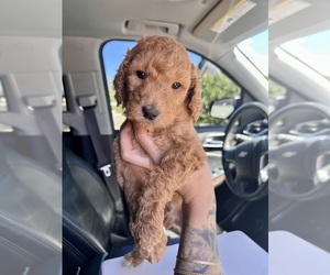 Goldendoodle Puppy for sale in PRESCOTT, AZ, USA