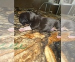 Small #4 Chihuahua