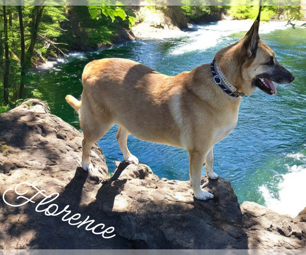 Medium Photo #12 German Shepherd Dog Puppy For Sale in LOGANVILLE, GA, USA