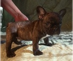 Small Photo #2 French Bulldog Puppy For Sale in ELIZ CITY, NC, USA