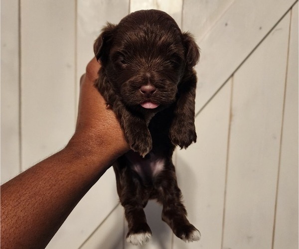 Medium Photo #2 YorkiePoo Puppy For Sale in BLUE MOUND, TX, USA