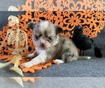 AKC Baby Ruth - Female Chihuahua Puppy for Sale - Photo #3