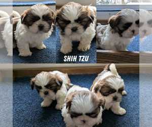 Shih Tzu Litter for sale in GOSHEN, IN, USA