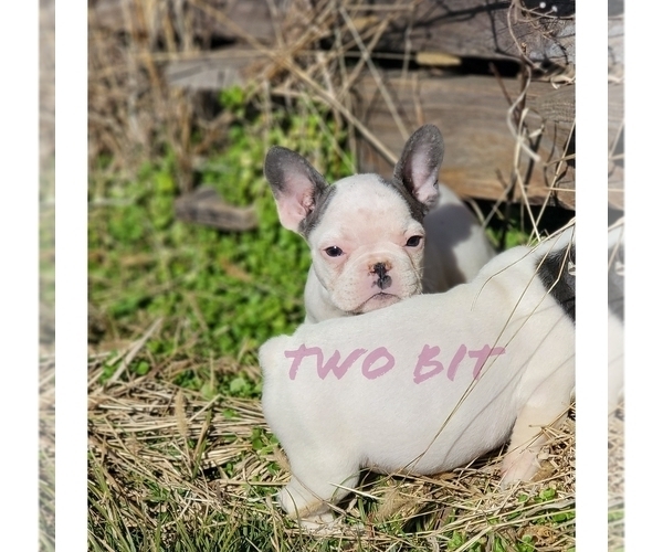 Medium Photo #1 French Bulldog Puppy For Sale in ROCK ISLAND, TN, USA