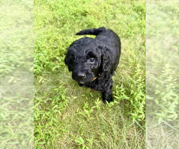 Medium Photo #14 Aussiedoodle-Labradoodle Mix Puppy For Sale in BRYANTOWN, MD, USA