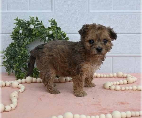 Medium Photo #2 Maltipoo Puppy For Sale in HOLMESVILLE, OH, USA