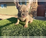 Small #2 French Bulldog