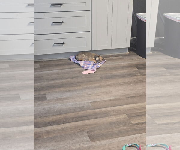 Medium Photo #8 Boxer-Unknown Mix Puppy For Sale in The Woodlands, TX, USA