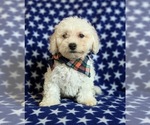 Small Photo #7 Bichon Frise Puppy For Sale in NOTTINGHAM, PA, USA