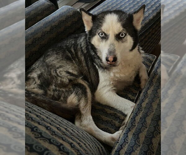Medium Photo #1 Huskies -Unknown Mix Puppy For Sale in San Antonio, TX, USA