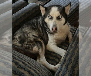 Huskies -Unknown Mix Dogs for adoption in San Antonio, TX, USA