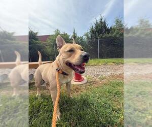 American Pit Bull Terrier-Unknown Mix Dogs for adoption in Louisville, KY, USA