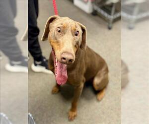 Doberman Pinscher Dogs for adoption in Woodland, CA, USA