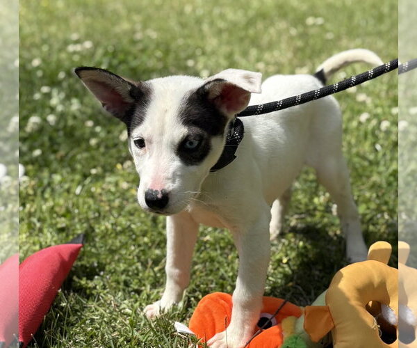 Medium Photo #1 Labrador Retriever-Unknown Mix Puppy For Sale in Yardley, PA, USA