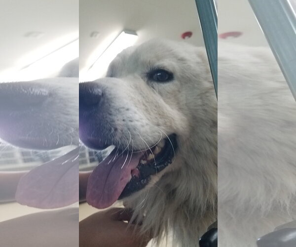 Medium Photo #66 Chow Chow-Great Pyrenees Mix Puppy For Sale in Houston, TX, USA