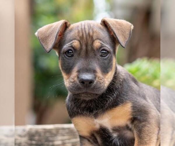 Medium Photo #3 Labrador Retriever-Unknown Mix Puppy For Sale in San Diego, CA, USA