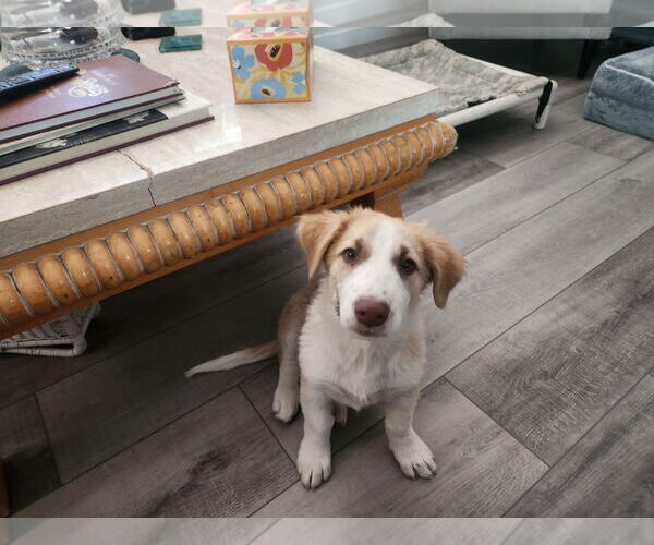 Medium Photo #4 Border Collie Puppy For Sale in Paso Robles, CA, USA
