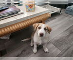 Small #3 Border Collie