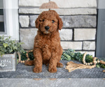 Small Photo #27 Goldendoodle (Miniature) Puppy For Sale in HOLMESVILLE, OH, USA