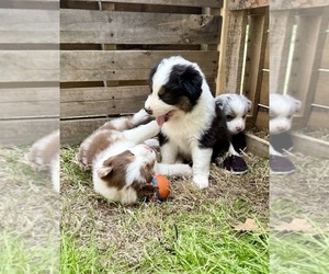 Australian Shepherd Litter for sale in MACON, GA, USA