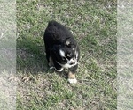 Small Photo #40 Miniature Australian Shepherd Puppy For Sale in ARDMORE, OK, USA