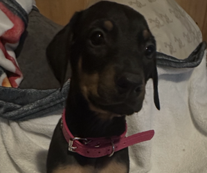 Medium Doberman Pinscher